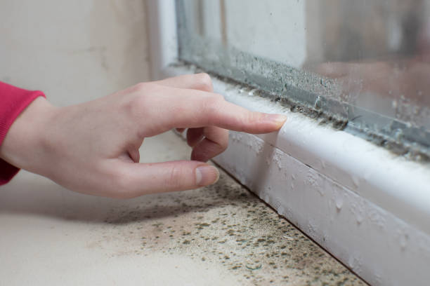Best Residential Mold Inspection & Testing  in Mims, FL